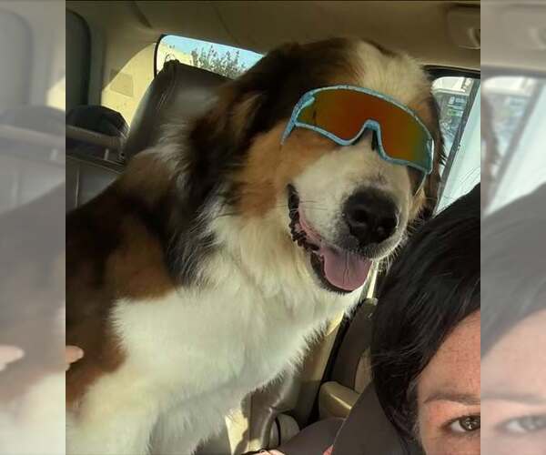 Medium Photo #3 Great Pyrenees-Saint Bernard Mix Puppy For Sale in Oakhurst, NJ, USA