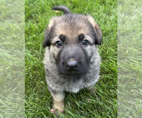 Medium Photo #1 Mutt Puppy For Sale in Mundelein, IL, USA
