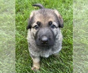 Mutt Dogs for adoption in Mundelein, IL, USA