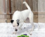 Small Photo #10 Boxer Puppy For Sale in Great Bend, KS, USA