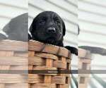 Small Photo #4 Labrador Retriever Puppy For Sale in CASHTON, WI, USA