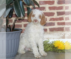 Poodle (Standard) Puppy for Sale in NOTTINGHAM, Pennsylvania USA