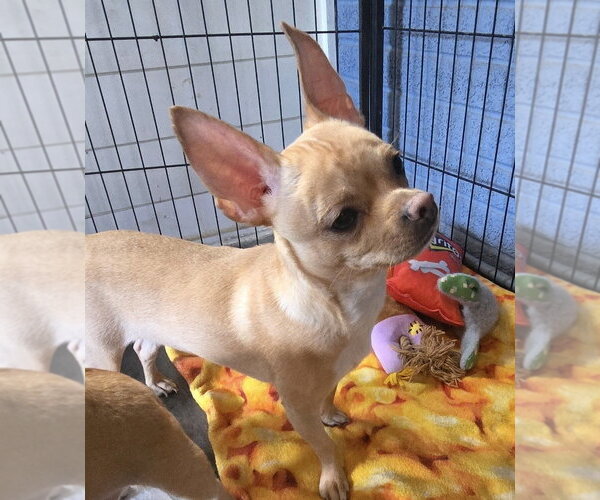 Medium Photo #1 Chiranian Puppy For Sale in Pottstown, PA, USA