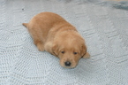 Small #6 Golden Labrador