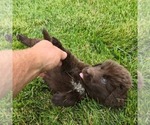 Small #3 Newfoundland