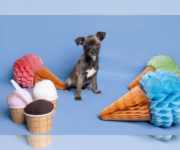 Medium Photo #5 Chihuahua-Unknown Mix Puppy For Sale in McKinney, TX, USA