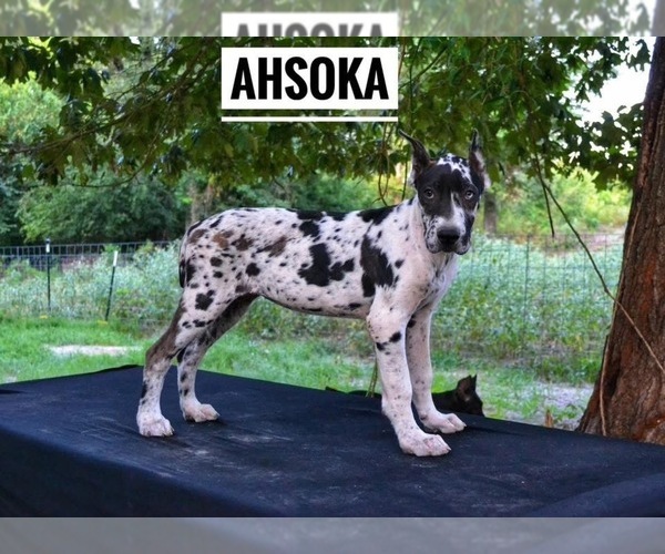 Medium Photo #1 American Allaunt Puppy For Sale in HOUSTON, TX, USA