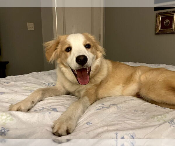 Medium Photo #4 Collie-Unknown Mix Puppy For Sale in Boston, MA, USA