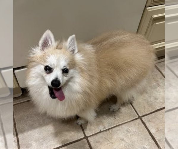 Medium Photo #4 Pomeranian-Unknown Mix Puppy For Sale in Brooklyn, NY, USA