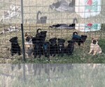 Litter of 9 - Male(s) and Female(s) ShollieLitter of Puppies for Sale - Photo #4