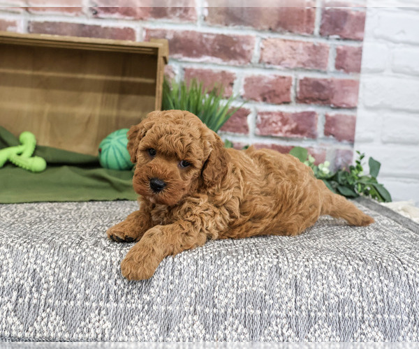 Medium Photo #1 Goldendoodle mix (+ Poodle Standard) Puppy For Sale in SYRACUSE, IN, USA