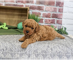 Small Goldendoodle mix (+ Poodle Standard)