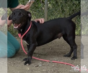 Dachsador Dogs for adoption in Washington, DC, USA