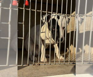 American Pit Bull Terrier-Unknown Mix Dogs for adoption in Oklahoma City, OK, USA