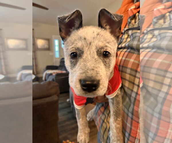 Medium Photo #3 Mutt Puppy For Sale in Garden City, NY, USA