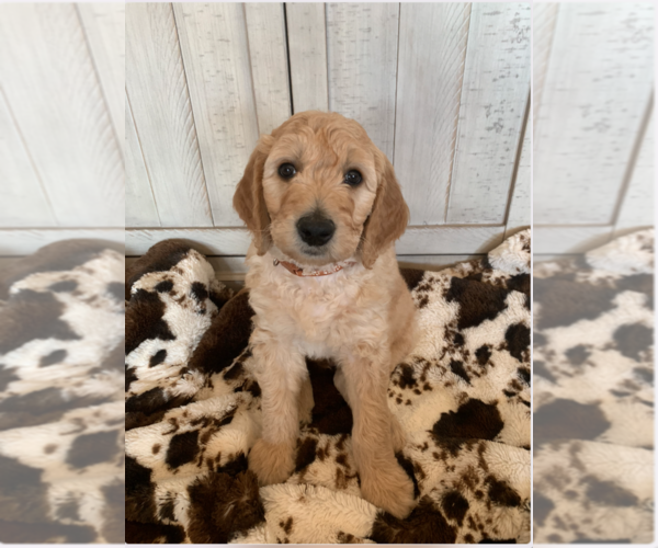 Medium Photo #5 Goldendoodle Puppy For Sale in PORTERVILLE, CA, USA