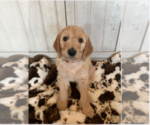 Small Photo #5 Goldendoodle Puppy For Sale in PORTERVILLE, CA, USA