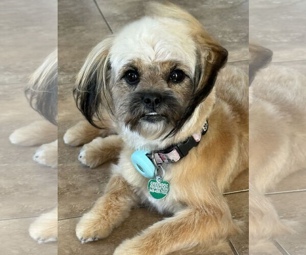 Medium Photo #2 Maltese-Unknown Mix Puppy For Sale in Lake Elsinore, CA, USA