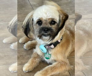 Zsa Zsa Gabor - Female Maltese-Unknown Mix Dog for Adoption - Photo #2