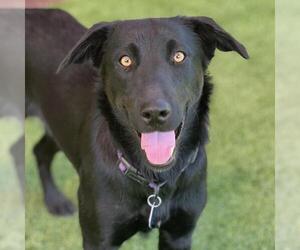 Labrador Retriever-Unknown Mix Dogs for adoption in San Diego, CA, USA