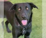 Starla - Female Labrador Retriever-Unknown Mix Dog for Adoption - Small photo