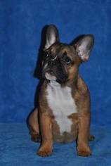 French Bulldog Puppy for sale in AUSTELL, GA, USA