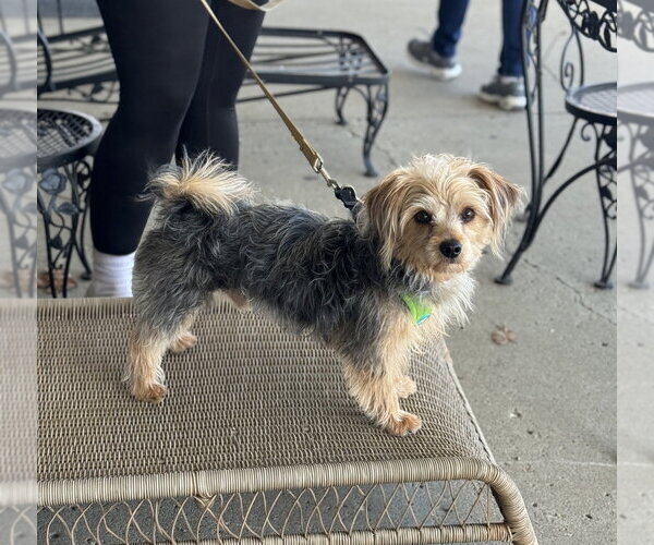 Medium Photo #6 Mutt Puppy For Sale in Mundelein, IL, USA