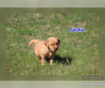 Puppy Jocko Golden Retriever