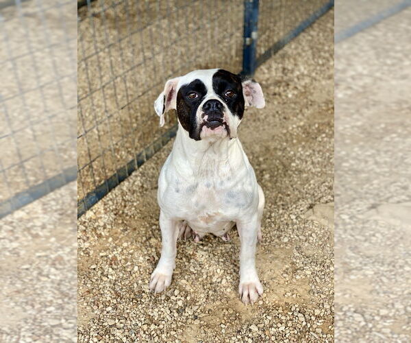 Medium Photo #2 Boxer Puppy For Sale in Austin, TX, USA