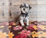 Small #2 Schnauzer (Miniature)
