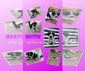 Mutt Dogs for adoption in Social Circle, GA, USA