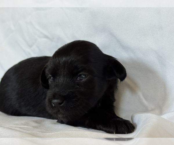 Medium Photo #6 Maltipoo-Shih-Poo Mix Puppy For Sale in TACOMA, WA, USA