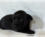 Puppy Winnie Maltipoo-Shih-Poo Mix