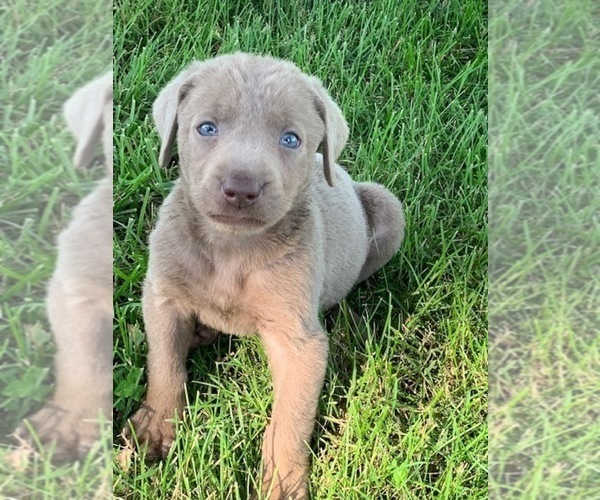 Medium Photo #2 Labrador Retriever Puppy For Sale in LEASBURG, MO, USA