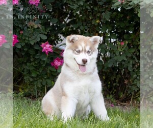 Siberian Husky Puppy for Sale in HAGERSTOWN, Maryland USA
