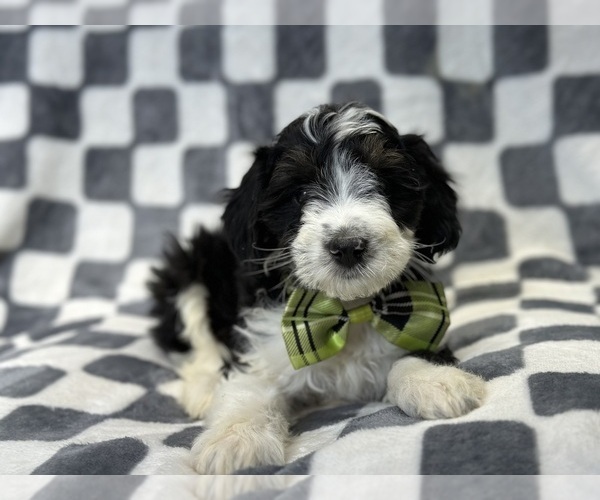 Medium Photo #9 Aussiedoodle Puppy For Sale in LAKELAND, FL, USA