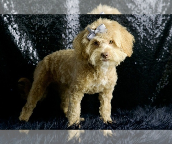 Medium Photo #110 Goldendoodle (Miniature) Puppy For Sale in WARSAW, IN, USA