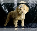 Small #8 Goldendoodle (Miniature)