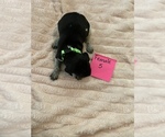 Small Photo #4 German Shorthaired Pointer Puppy For Sale in OXFORD, FL, USA