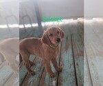 Small Photo #3 Goldendoodle Puppy For Sale in TALLAHASSEE, FL, USA