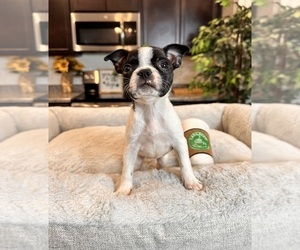 Boston Terrier Puppy for sale in GREENWOOD, IN, USA