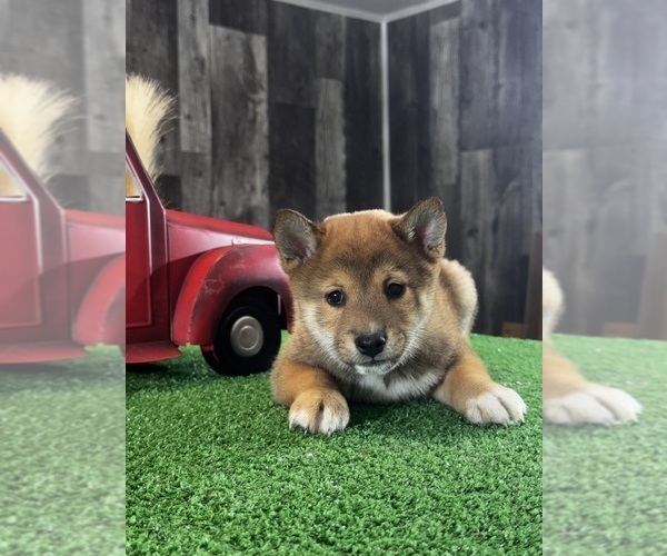 Medium Photo #3 Shiba Inu Puppy For Sale in CANOGA, NY, USA