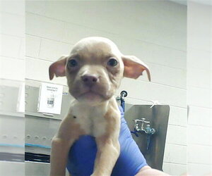 Mutt Dogs for adoption in Fayetteville, NC, USA