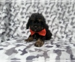 Small #1 Cavapoo (Miniature)