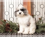 Small #3 Poodle (Toy)