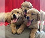Small Golden Retriever