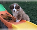 Small Photo #6 Australian Shepherd Puppy For Sale in COLESVILLE, MD, USA