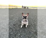 Small #6 Faux Frenchbo Bulldog