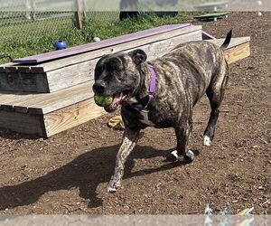 Mutt Dogs for adoption in McKinleyville, CA, USA