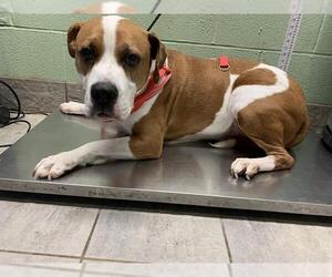 American Staffordshire Terrier-Unknown Mix Dogs for adoption in Grand Prairie, TX, USA